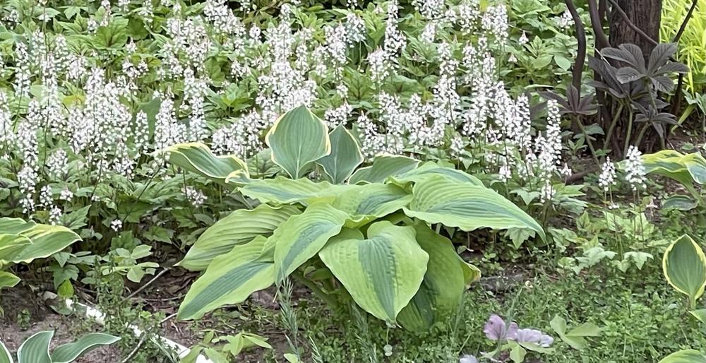 Photo of Hosta 'Goodness Gracious' uploaded by Rose1656