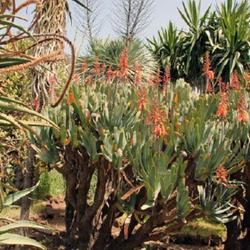 Location: Botanical garden of Madeira