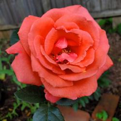 Location: My Garden
Date: 2023-05-14
Tropicana rose