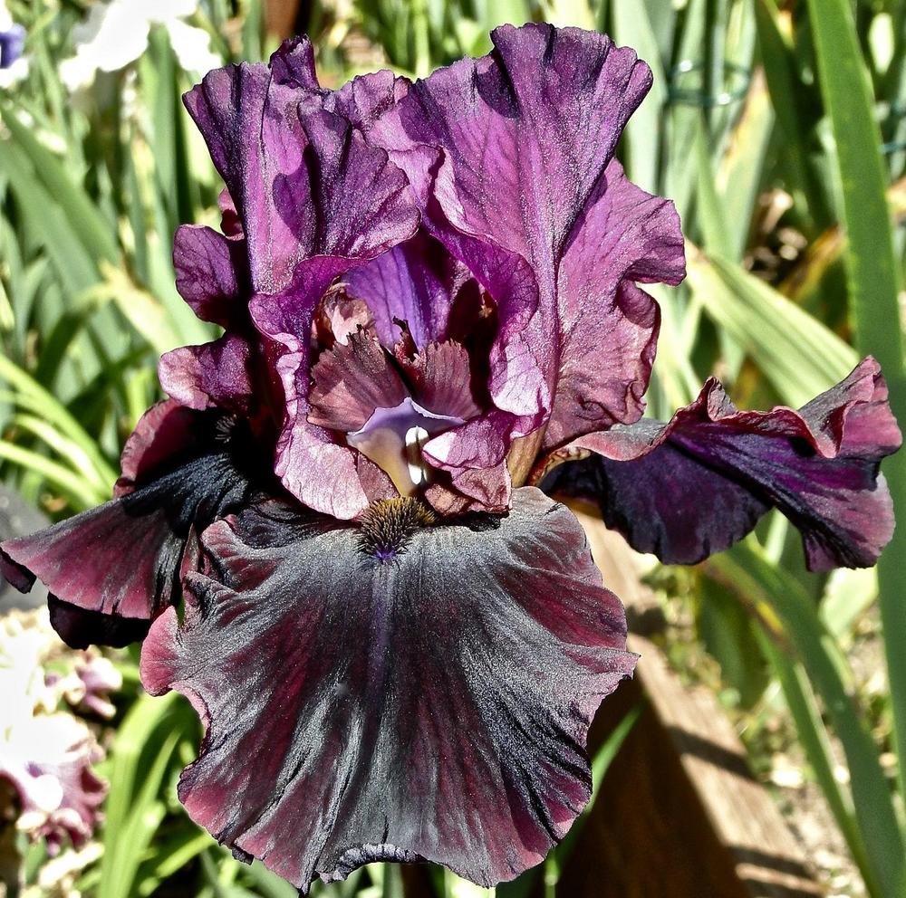 Photo of Tall Bearded Iris (Iris 'Silken Trim') uploaded by golden_goddess