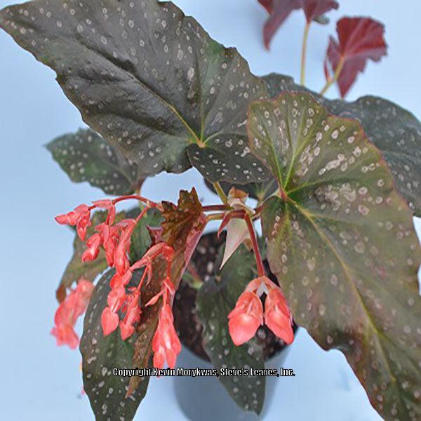 Photo of Begonia 'Coral Sea' uploaded by Calif_Sue