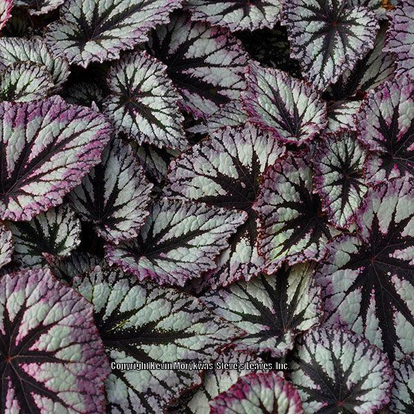 Photo of Rex-cultorum Begonia (Begonia 'Fireworks') uploaded by Calif_Sue
