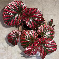 Location: Sacramento CA.
Date: 2023-05-14
Begonia brevirimosa - red form. Everyone wants a cutting!