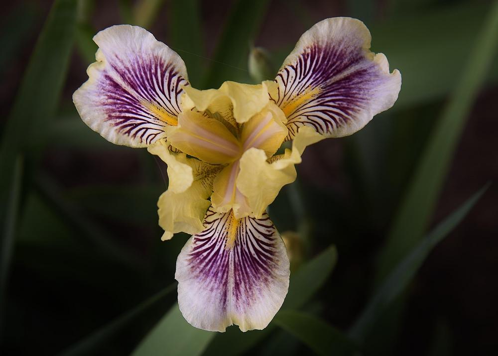 Photo of Miniature Tall Bearded Iris (Iris 'Plum Quirky') uploaded by Polka45
