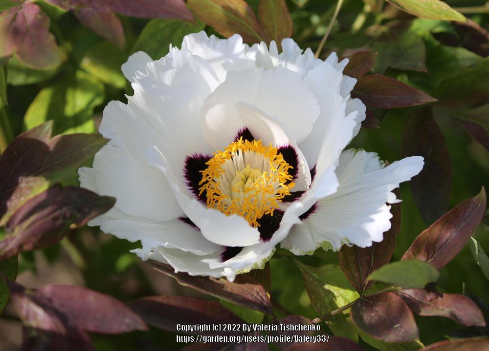 Photo of Peonies (Paeonia) uploaded by Valery33