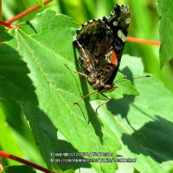 Location: Aberdeen, NC Pages Lake park (below dam area)
Date: May 15, 2023
Red Admiral butterfly, Vanessa atatlanta, on Red Maple leaf on Ab