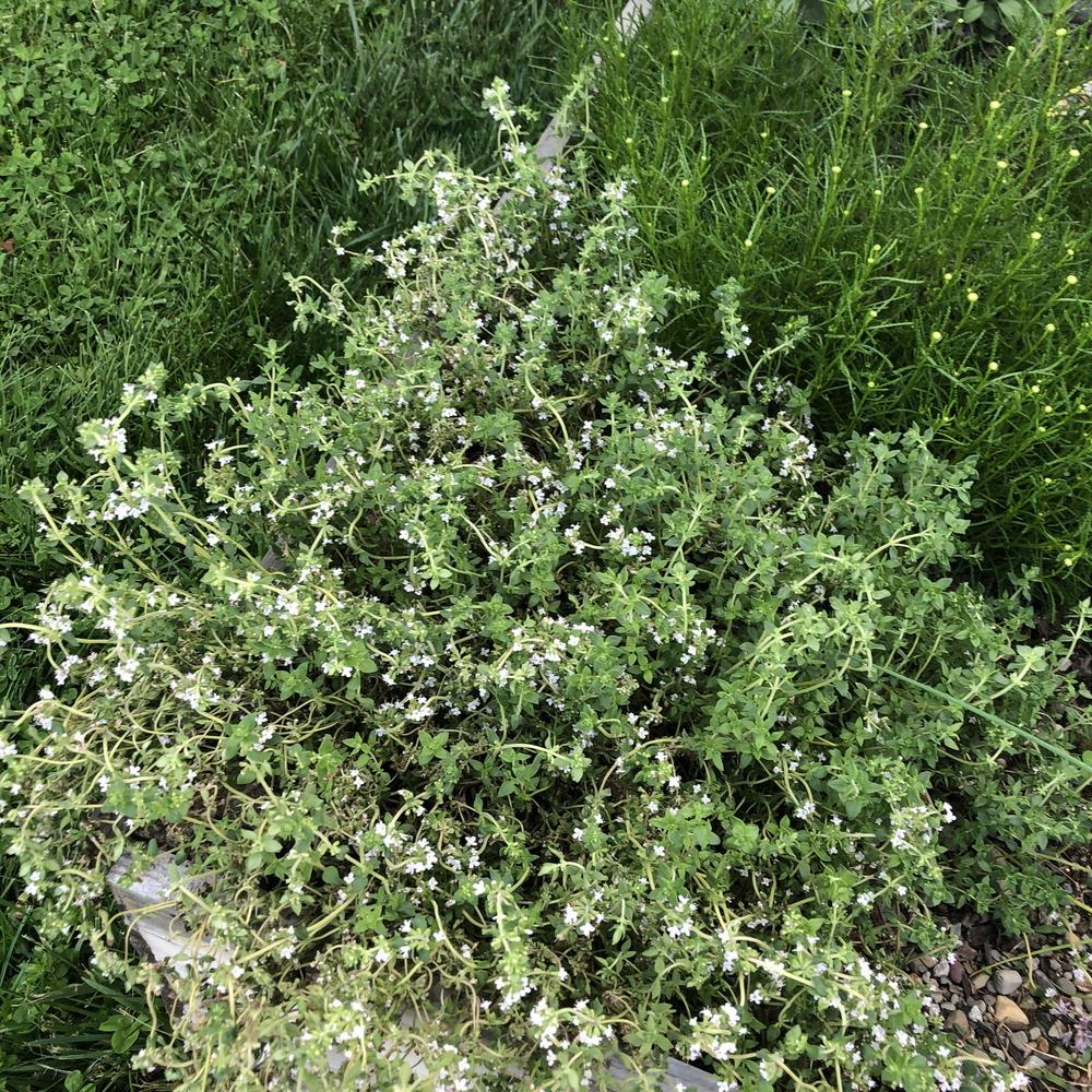 Photo of Common Thyme (Thymus vulgaris) uploaded by gwu