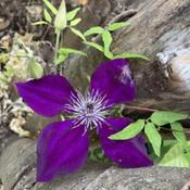 Amethyst beauty clematis