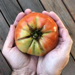 Location: Los Angeles, CA
Date: 2018-10-15
Beefmaster tomato.