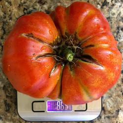 Location: Los Angeles, CA
Date: October 20, 2018
Beefmaster tomato weighing in at 865 grams (1 pound, 14 ounces).