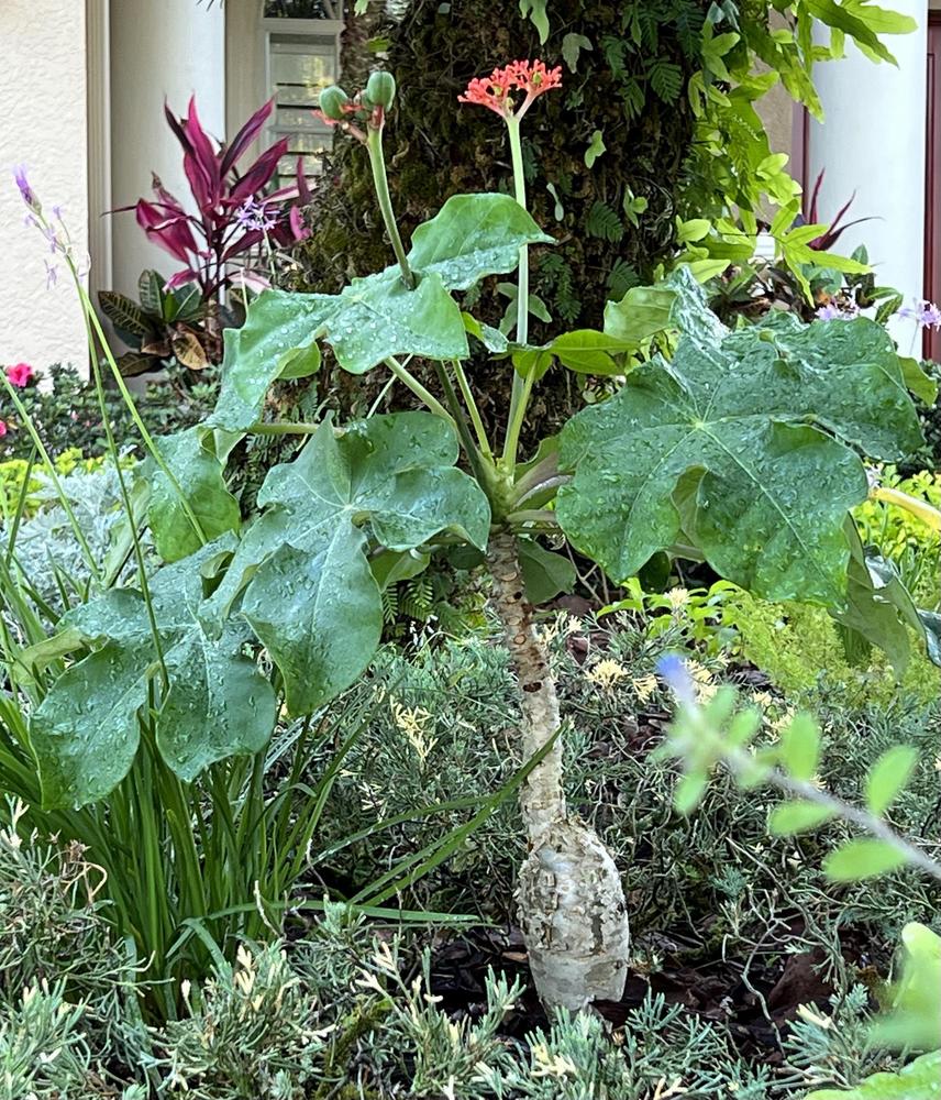 Photo of Buddha Belly Plant (Jatropha podagrica) uploaded by Floridian