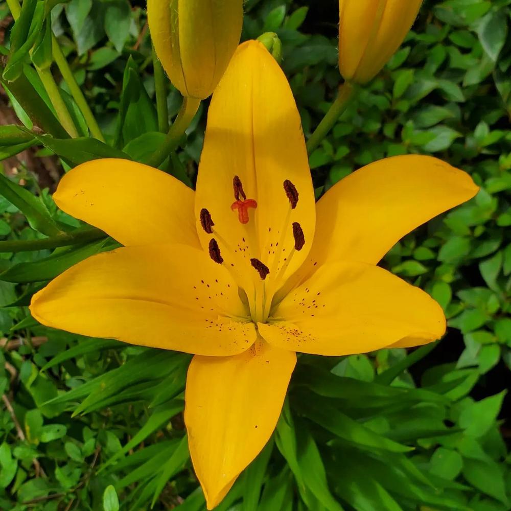 Photo of Lilies (Lilium) uploaded by FurryRoseBear
