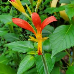 Location: Cary, North Carolina private garden
Date: 5/15/23 Canna blooms in my gardens