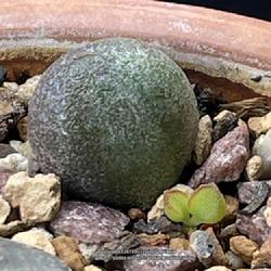 Location: Sacramento CA.
Date: 2023-05-15
Adromischus marianiae 'Little Spheroid' leaf propagation looking 