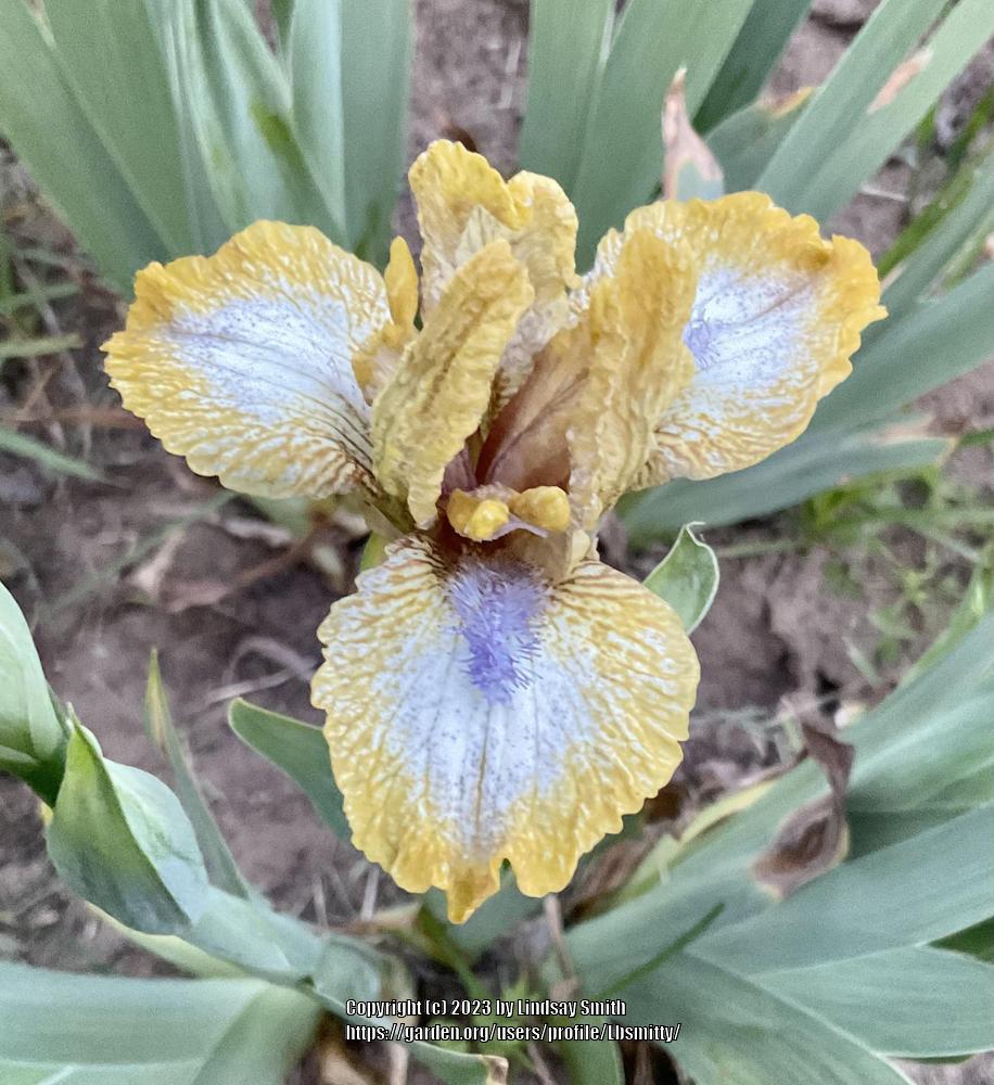 Photo of Standard Dwarf Bearded Iris (Iris 'Ninja Turtles') uploaded by Lbsmitty