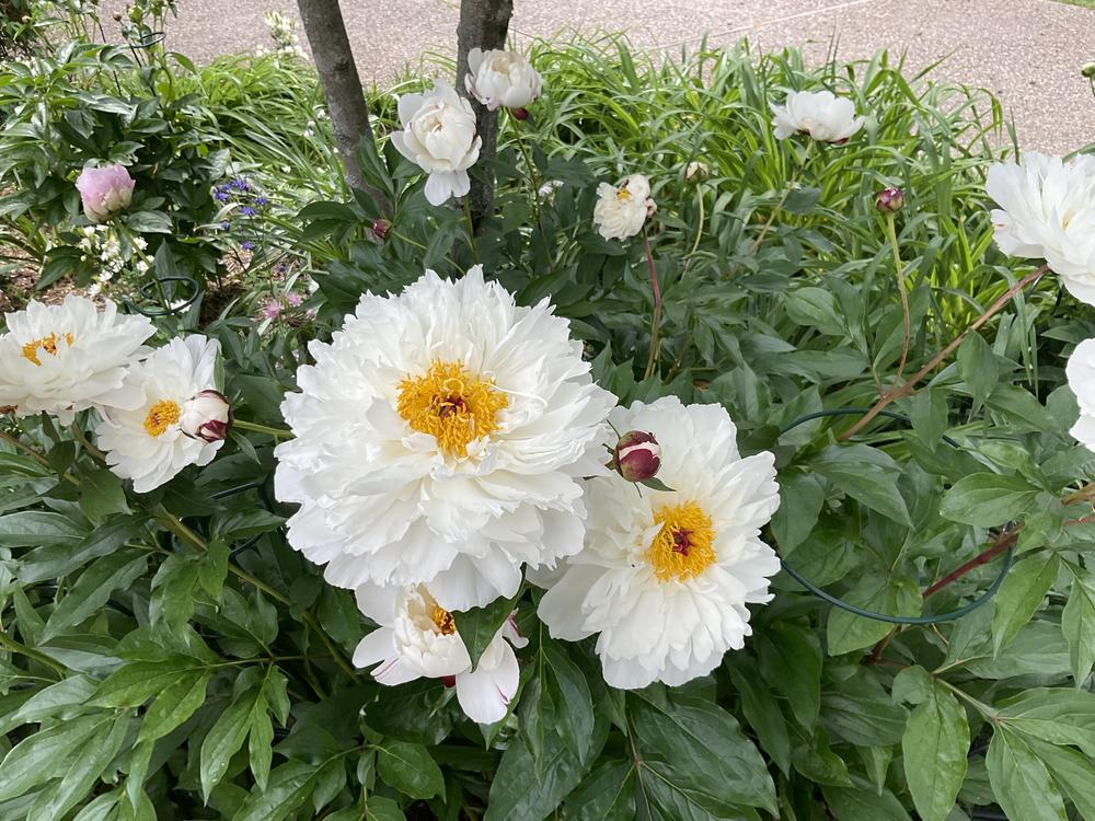 Photo of Peony (Paeonia lactiflora 'Minnie Shaylor') uploaded by Pupjr