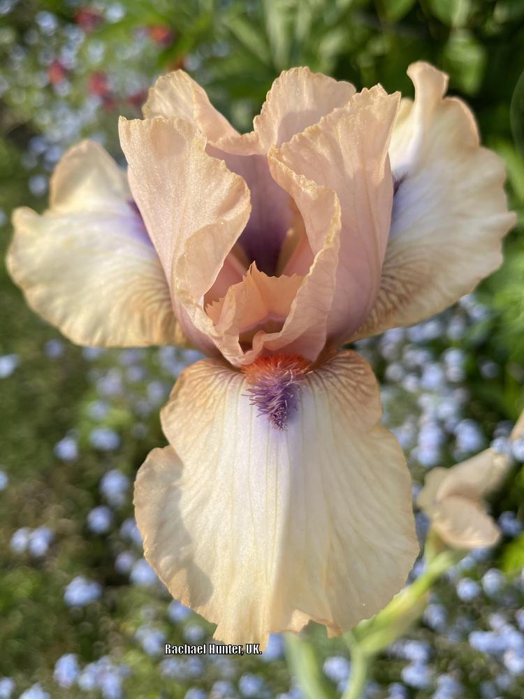 Photo of Intermediate Bearded Iris (Iris 'Viper') uploaded by RachaelHunter