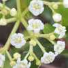 Clusters of tiny flowers. Small-statured viburnum which has to ov