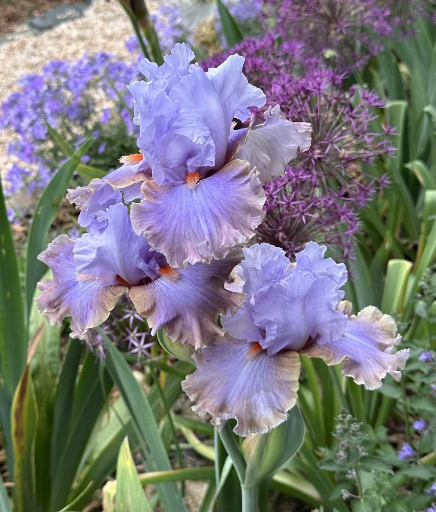 Photo of Tall Bearded Iris (Iris 'Legerdemain') uploaded by TNLaura