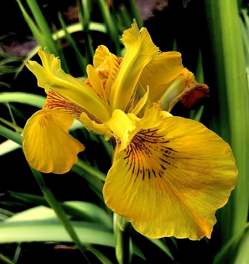 Photo of Yellow Flag (Iris pseudacorus) uploaded by bumplbea