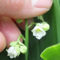 Location: Toronto, Ontario
Date: 2023-05-16
Lily of the Valley (Convallaria majalis 'Prolificans').