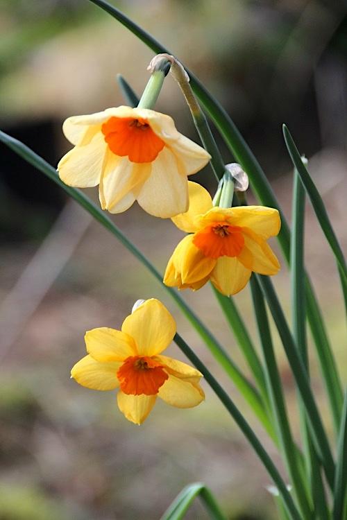 Photo of Jonquilla Daffodil (Narcissus 'Kedron') uploaded by scvirginia