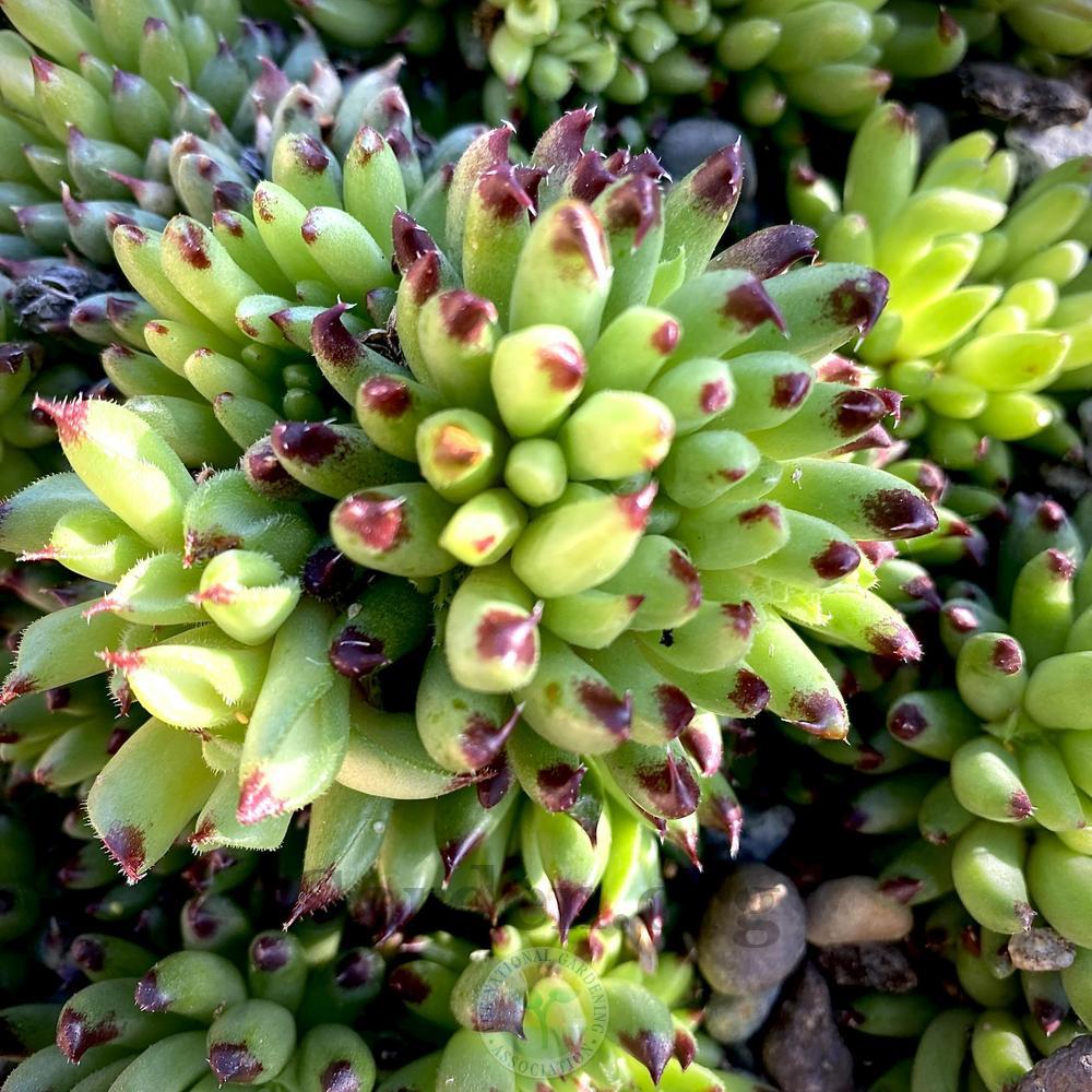 Photo of Hen and Chicks (Sempervivum calcareum 'Grigg's Surprise') uploaded by springcolor