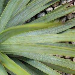 Location: Baja California
Date: 2023-05-16
Glaucous leaves with striations
