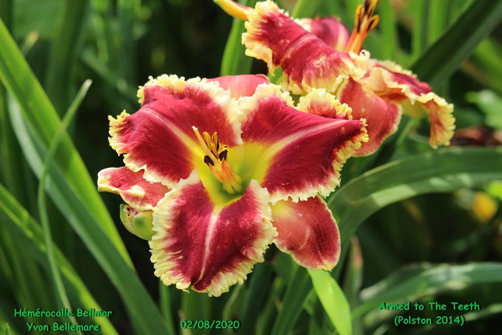 Photo of Daylily (Hemerocallis 'Armed to the Teeth') uploaded by Bellmar