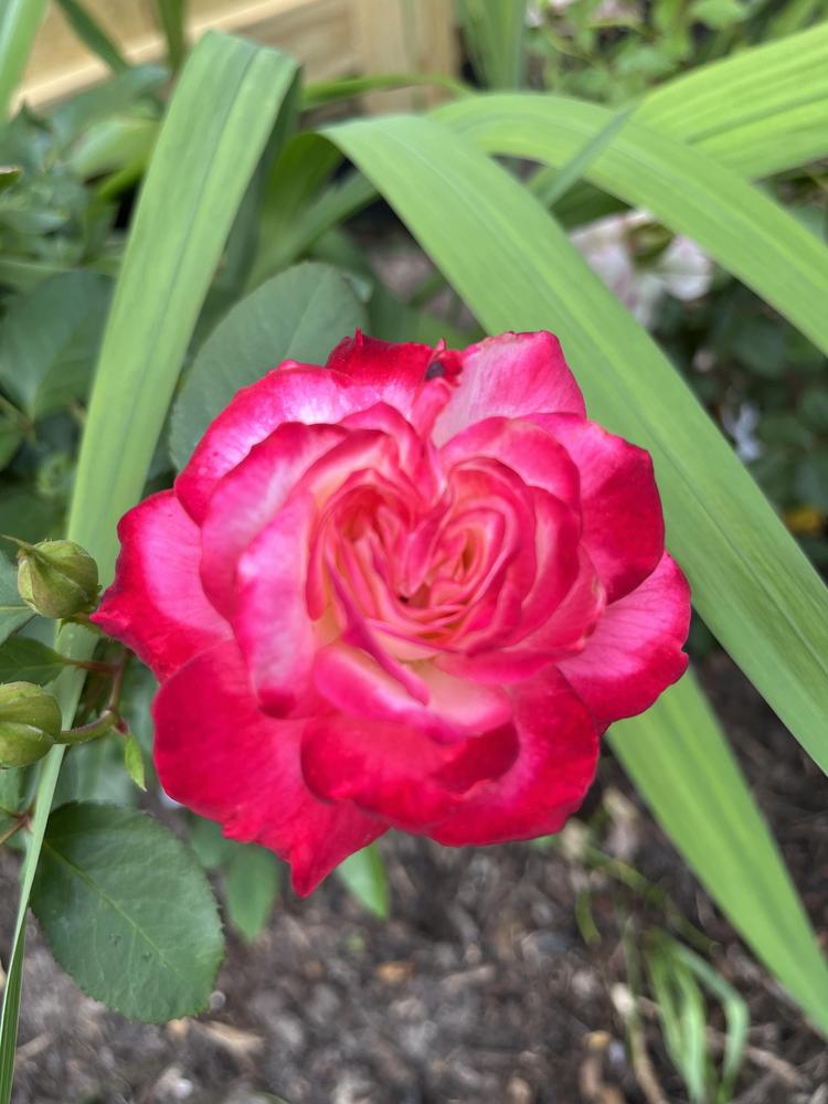 Photo of Rose (Rosa 'Cherry Parfait') uploaded by KatWoytek