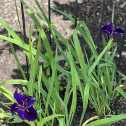 Location: Austin, Tx
Date: 2023-04-26
Iris blooms in 8b