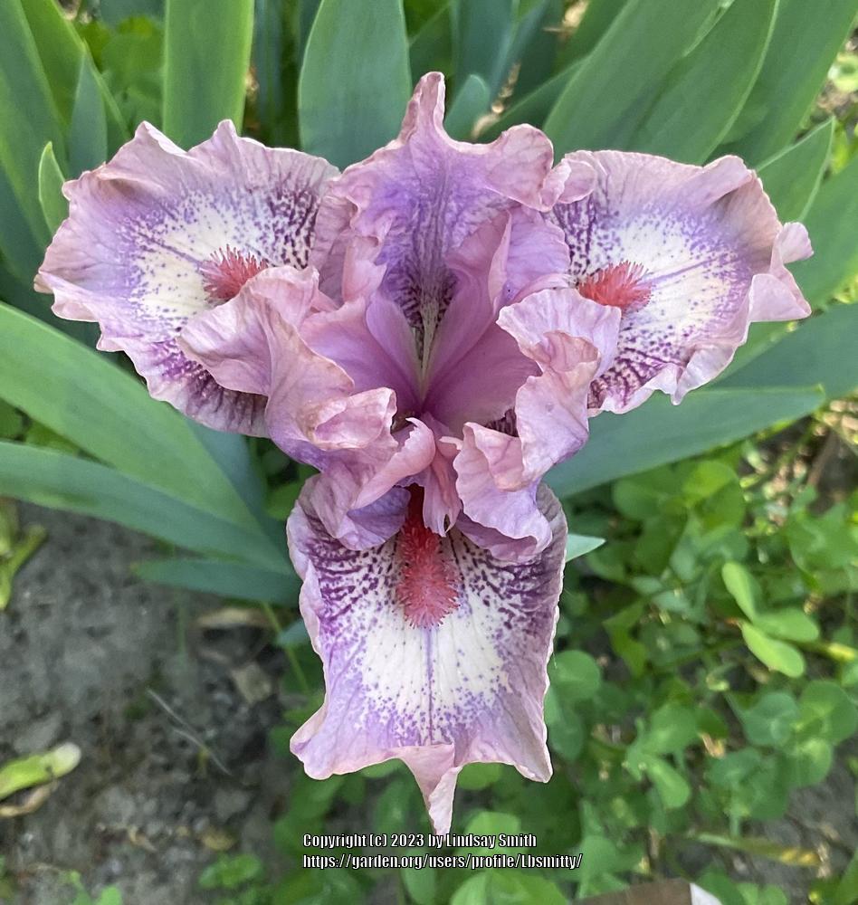 Photo of Standard Dwarf Bearded Iris (Iris 'Raspberry Ice') uploaded by Lbsmitty