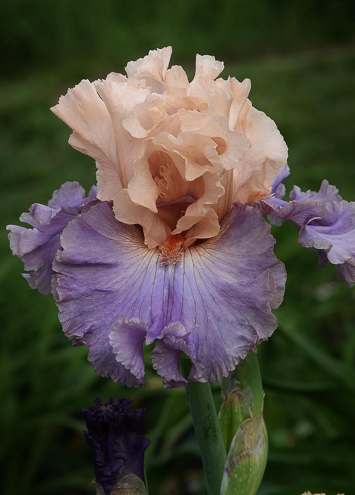 Photo of Tall Bearded Iris (Iris 'Arrivederci') uploaded by Polka45