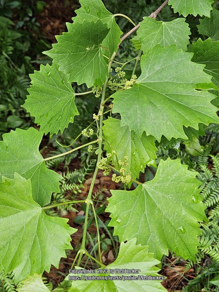 Photo of Muscadine (Vitis rotundifolia) uploaded by WebTucker