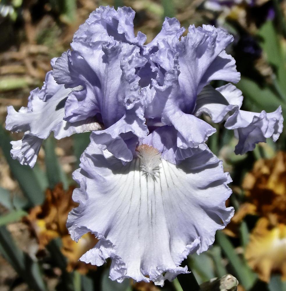Photo of Tall Bearded Iris (Iris 'Royal Sterling') uploaded by golden_goddess