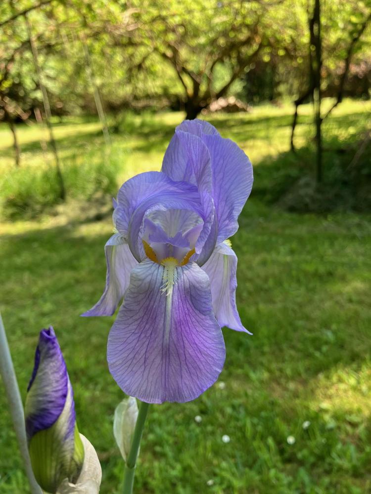 Photo of Species Iris (Iris pallida) uploaded by lharvey16