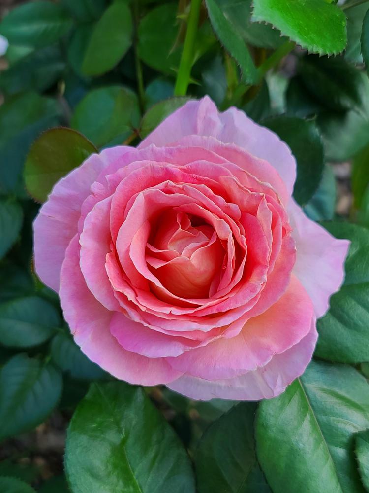 Photo of Rose (Rosa 'Elle') uploaded by BrookeCarrollGant