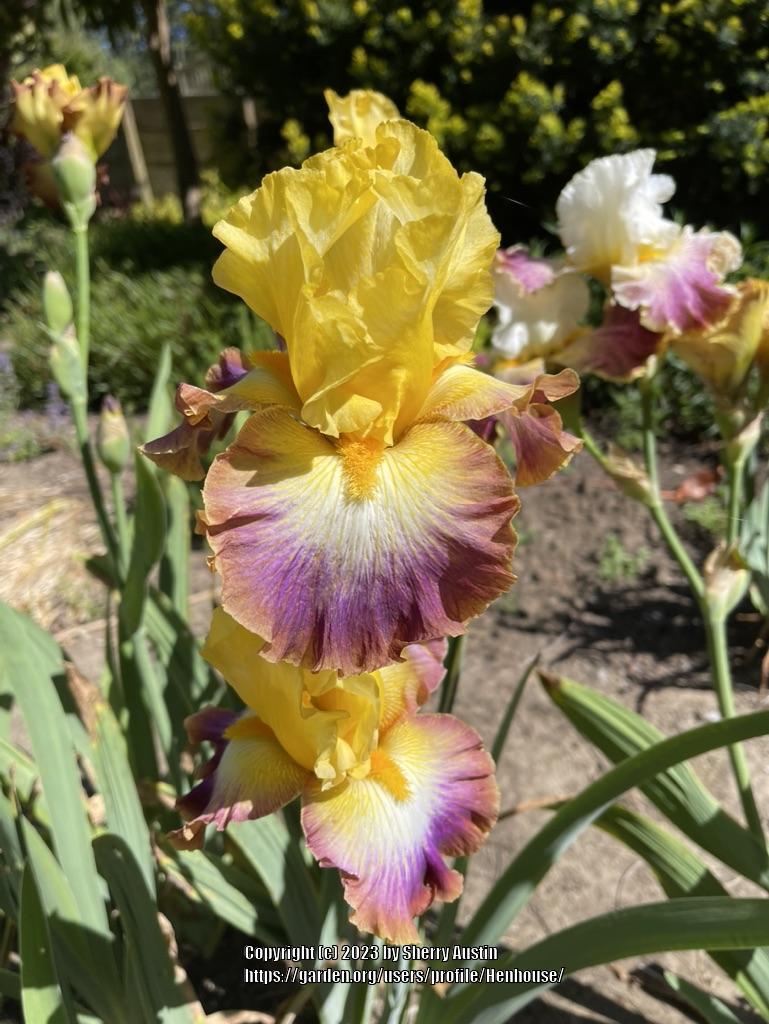 Photo of Tall Bearded Iris (Iris 'Rainbow High') uploaded by Henhouse