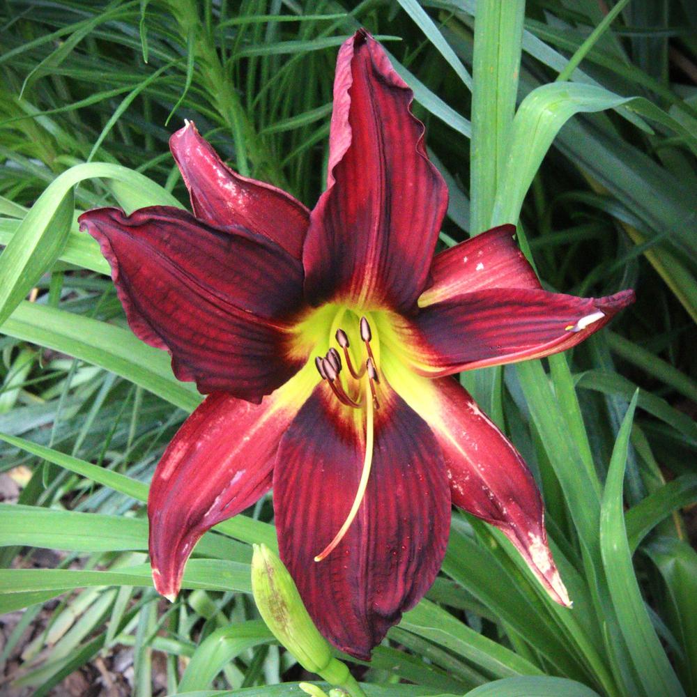 Photo of Daylily (Hemerocallis 'Chief Four Fingers') uploaded by LoriMT