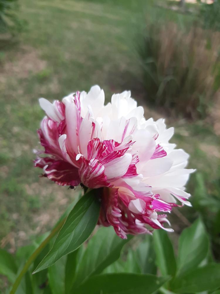 Photo of Peony (Paeonia lactiflora 'Kirinmaru') uploaded by Mikamajik08