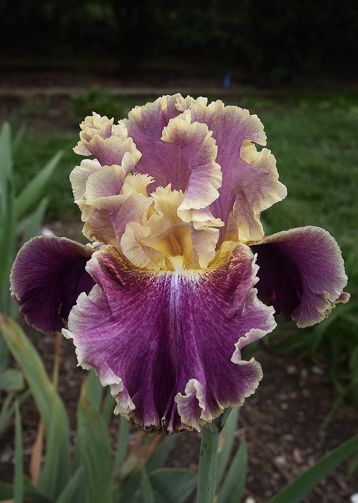 Photo of Tall Bearded Iris (Iris 'Montmartre') uploaded by Polka45