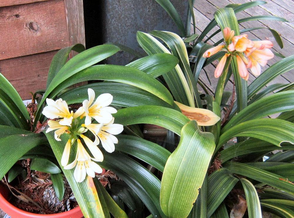 Photo of Clivias (Clivia) uploaded by Strever