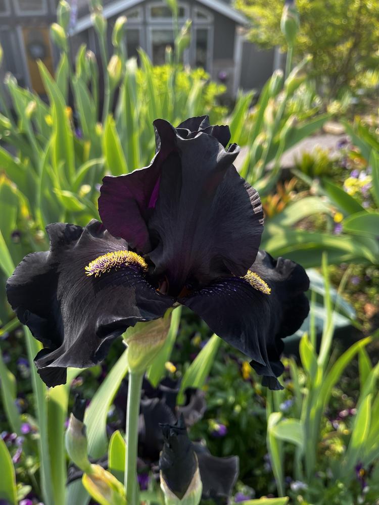 Photo of Tall Bearded Iris (Iris 'Here Comes the Night') uploaded by imnotmike