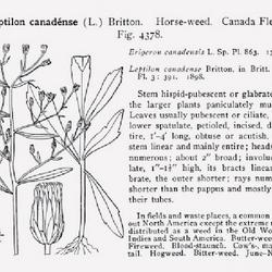 
Date: c. 1913
illustration [as Leptilon canadense] from Britton and Brown's 'An