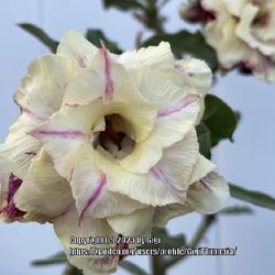 Location: My garden in Tampa, Florida
Date: 2023-05-15
My vanilla scented desert rose, Desert Biscuit.