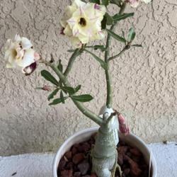 Location: My garden in Tampa, Florida
Date: 2023-05-15
My vanilla scented desert rose.