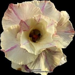 Location: My garden in Tampa, Florida
Date: 2023-05-19
My vanilla scented desert rose.