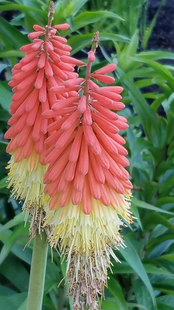 Photo of Torch Lilies (Kniphofia) uploaded by RootedInDirt