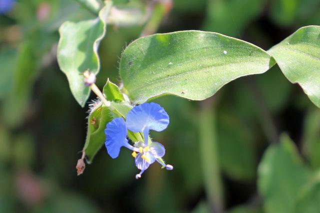 Photo of Tropical Spiderwort (Commelina benghalensis) uploaded by RuuddeBlock