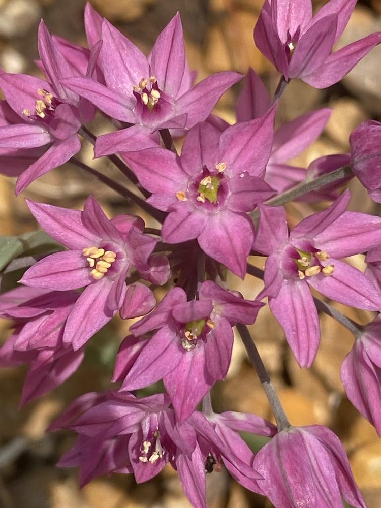 Photo of Pink Lily Leek (Allium oreophilum) uploaded by SL_gardener